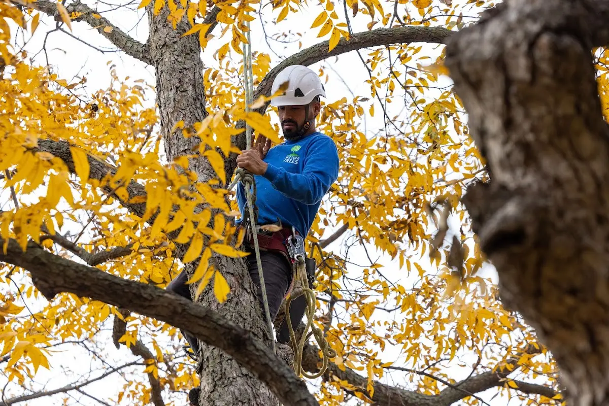 Skilled Tree Planting crew working in Hebron